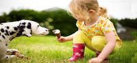 Little girl feeding a dalmatian an ice cream cone